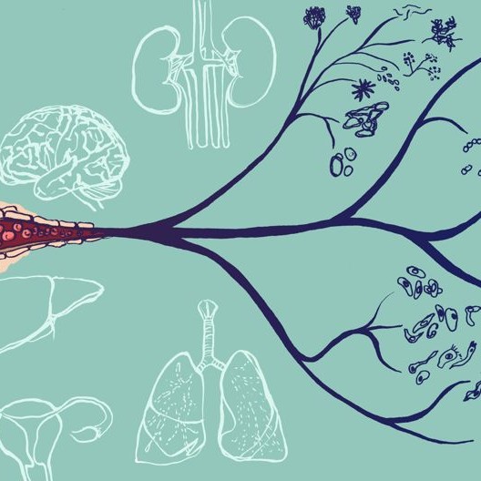 Tree of life illustration linking blood to organs and microbes