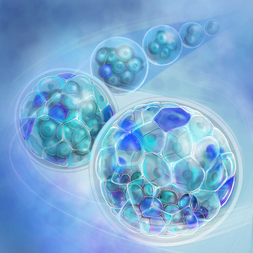 Embryo development illustration